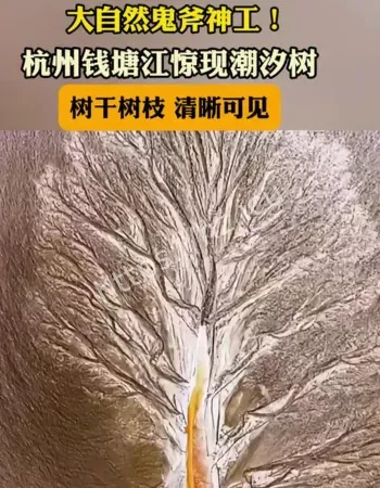 钱塘江潮汐树